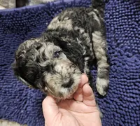 Rocco, a male Poodle - Standard  for sale in Halifax, VA – 2 of 3