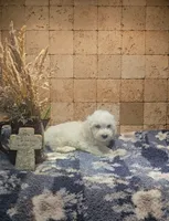 Radar, a male Bichpoo for sale in Halifax, VA – 5 of 6