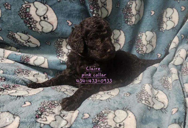 Claire – Poodle - Standard  puppy for sale in Halifax, VA