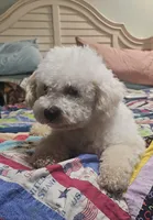 Skippy , a male Bichpoo for sale in Halifax, VA – 2 of 4