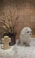 Sadie, a female Bichpoo for sale in Virgilina, VA – 2 of 5