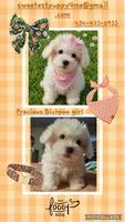 Sadie, a female Bichpoo for sale in Halifax, VA – 2 of 2
