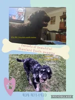 Claire, a female Poodle - Standard  for sale in Halifax, VA – 7 of 7