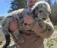 Lilly, a female Sheepadoodle for sale in Halifax, VA – Photo 3 of 6