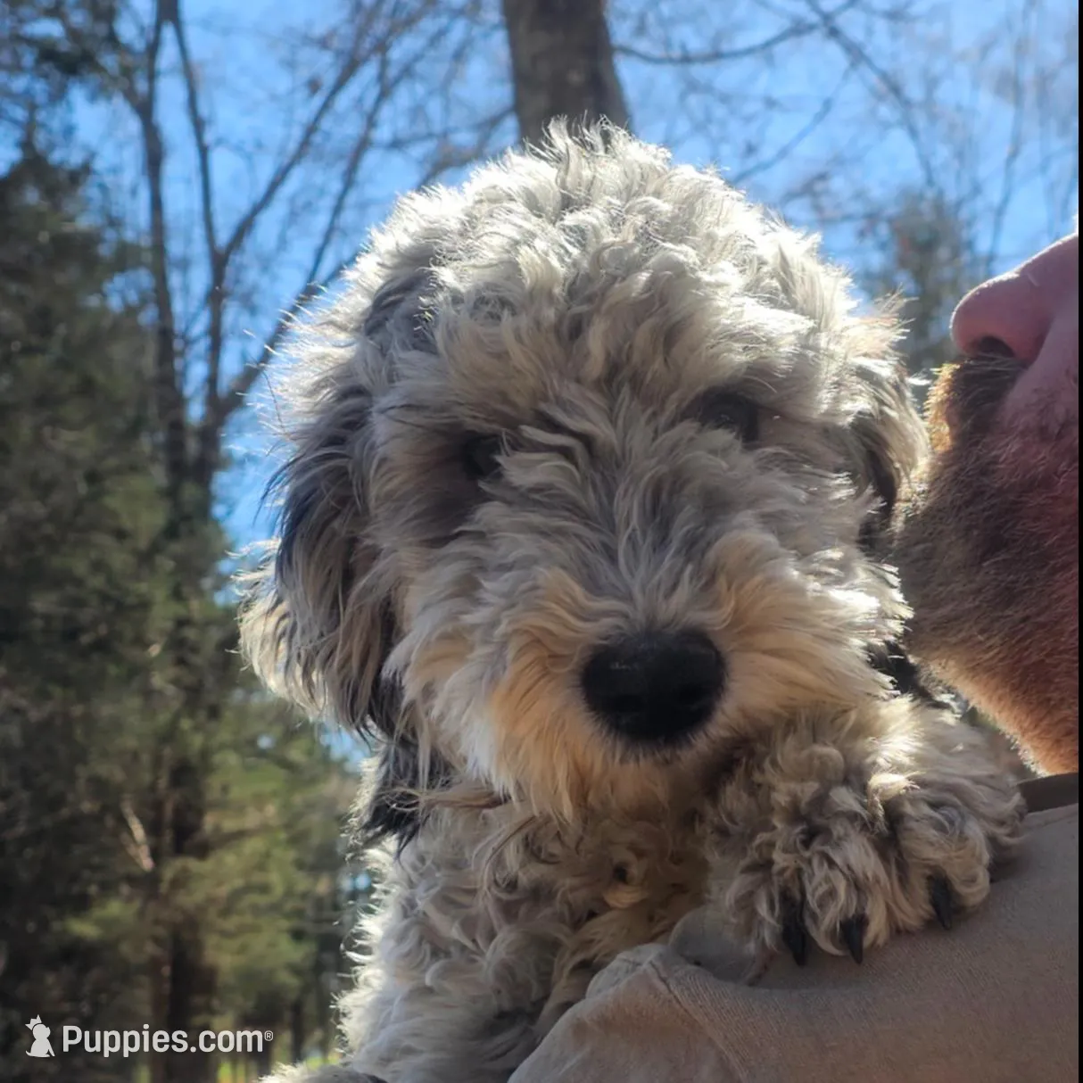 Lilly – Sheepadoodle puppy for sale in Halifax, VA