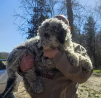Lilly, a female Sheepadoodle for sale in Halifax, VA – Photo 4 of 6