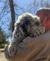 Lilly, a female Sheepadoodle for sale in Halifax, VA – Photo 6 of 6