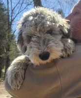 Lilly, a female Sheepadoodle for sale in Halifax, VA – Photo 2 of 6