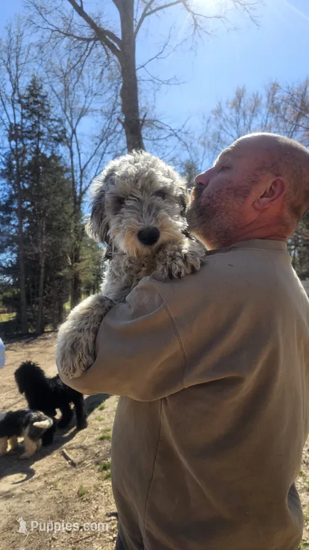 Lilly – Sheepadoodle puppy for sale in Halifax, VA