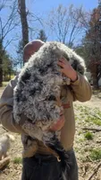 Lilly, a female Sheepadoodle for sale in Halifax, VA – Photo 2 of 3