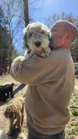 Lilly, a female Sheepadoodle for sale in Halifax, VA – Photo 3 of 3