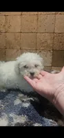 Tank, a male Bichpoo for sale in Virgilina, VA – 3 of 4