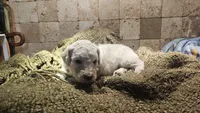 Clemson, a male Goldendoodle for sale in Halifax, VA – 4 of 4