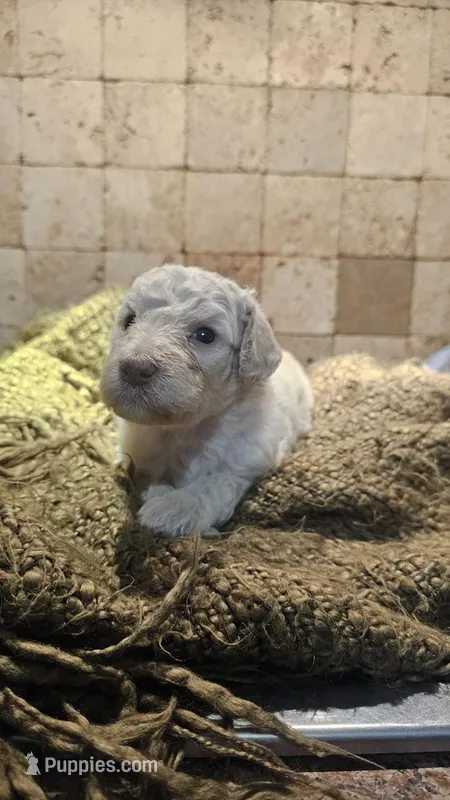 Clemson – Goldendoodle puppy for sale in Halifax, VA