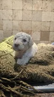 Clemson, a male Goldendoodle for sale in Halifax, VA – 3 of 4