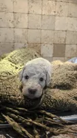 Clemson, a male Goldendoodle for sale in Halifax, VA – 2 of 4