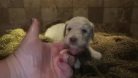 Clemson, a male Goldendoodle for sale in Halifax, VA – 1 of 4