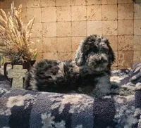 Rocco, a male Poodle - Standard  for sale in Halifax, VA – 3 of 7