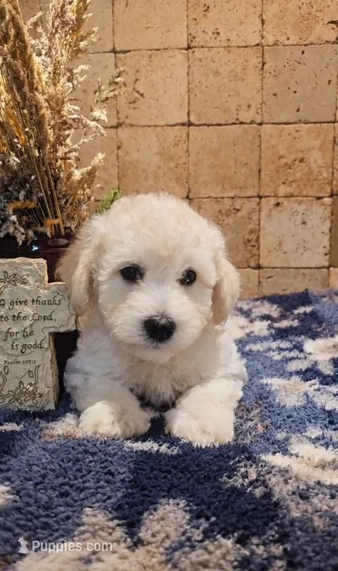 River – Bichpoo puppy for sale in Halifax, VA