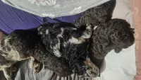 Claire, a female Poodle - Standard  for sale in Halifax, VA – 3 of 3