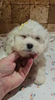 Sadie, a female Bichpoo for sale in Virgilina, VA – 4 of 5