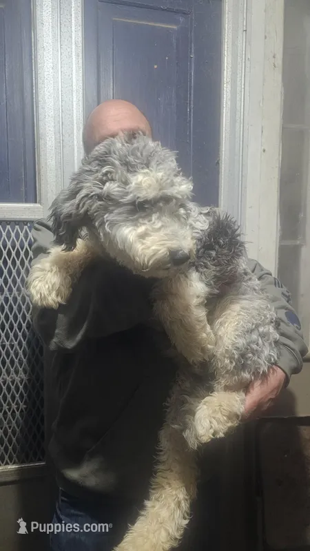 Snickers – Sheepadoodle puppy on hold in Halifax, VA