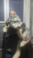 Snickers, a male Sheepadoodle for sale in Halifax, VA – Photo 1 of 3