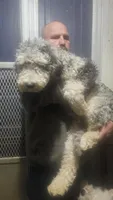 Snickers, a male Sheepadoodle for sale in Halifax, VA – Photo 2 of 3