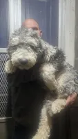 Snickers, a male Sheepadoodle for sale in Halifax, VA – Photo 3 of 3