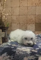 Radar, a male Bichpoo for sale in Halifax, VA – 6 of 6