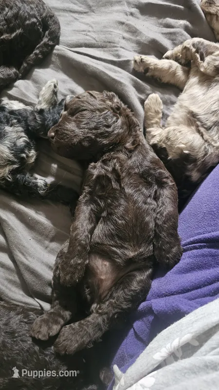 Claire – Poodle - Standard  puppy for sale in Halifax, VA