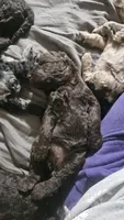 Claire, a female Poodle - Standard  for sale in Halifax, VA – 1 of 3