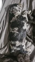 Rocco, a male Poodle - Standard  for sale in Halifax, VA – 3 of 3