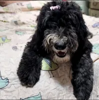 Bella, a female Sheepadoodle for sale in Halifax, VA – 4 of 7