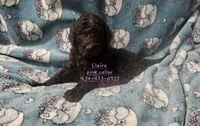 Claire, a female Poodle - Standard  for sale in Halifax, VA – 5 of 7