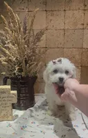 Willow, a female Bichpoo for sale in Halifax, VA – 3 of 5