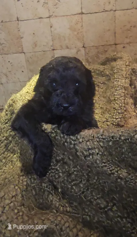 Gunner – Goldendoodle puppy for sale in Halifax, VA