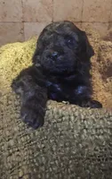 Gunner, a male Goldendoodle for sale in Halifax, VA – 3 of 3