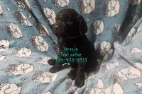 Gracie Teal collar, a female Poodle - Standard  for sale in Halifax, VA – 6 of 6
