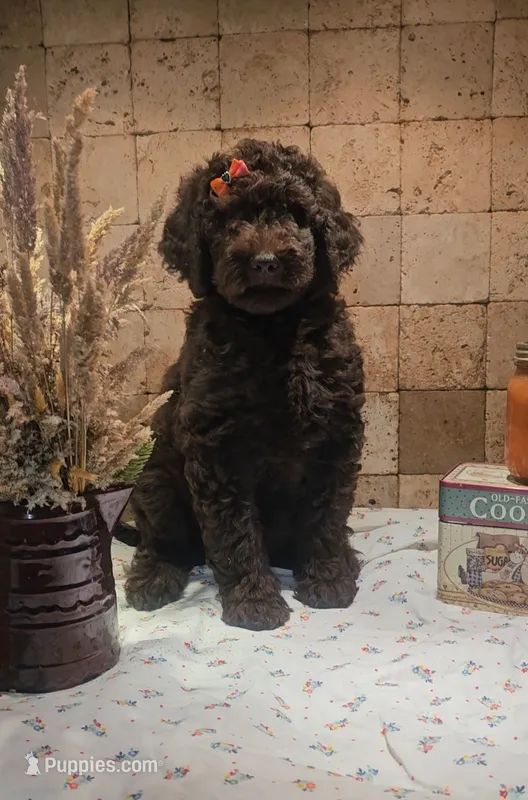 Claire – Poodle - Standard  puppy for sale in Halifax, VA