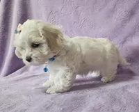 Willow, a male Mal Shi for sale in Halifax, VA – Photo 1 of 5