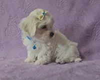 Willow, a male Mal Shi for sale in Halifax, VA – Photo 4 of 5