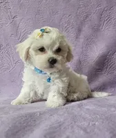 Willow, a male Mal Shi for sale in Halifax, VA – Photo 2 of 5