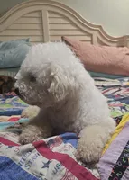 Skippy , a male Bichpoo for sale in Halifax, VA – 3 of 4