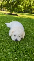 Skippy, a male Bichpoo for sale in Halifax, VA – 2 of 2