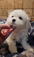 Tank, a male Bichpoo for sale in Virgilina, VA – 2 of 4