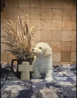 River, a male Bichpoo for sale in Halifax, VA – 3 of 4