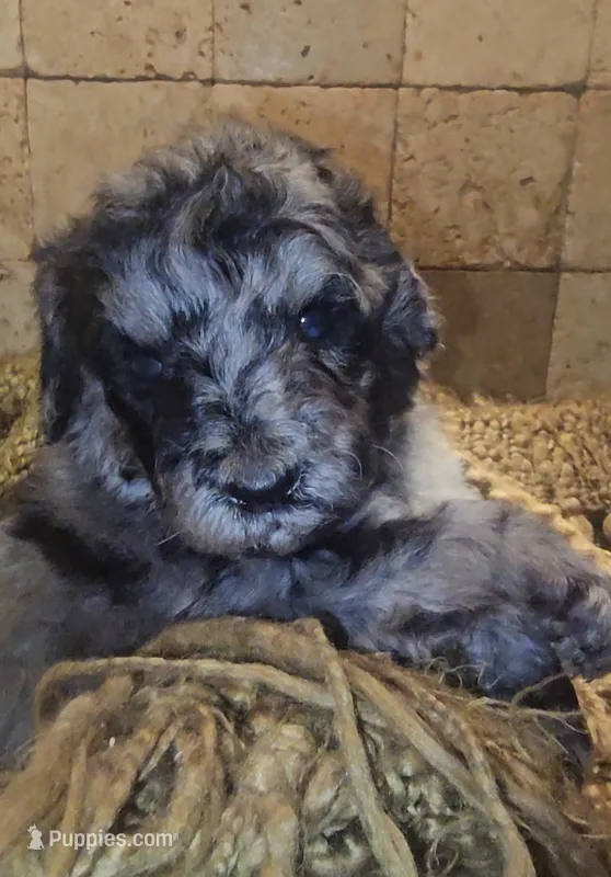 Braxton – Goldendoodle puppy for sale in Halifax, VA