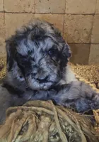 Braxton, a male Goldendoodle for sale in Halifax, VA – 1 of 6