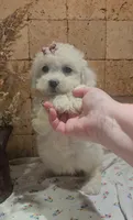 Willow, a female Bichpoo for sale in Halifax, VA – 2 of 5